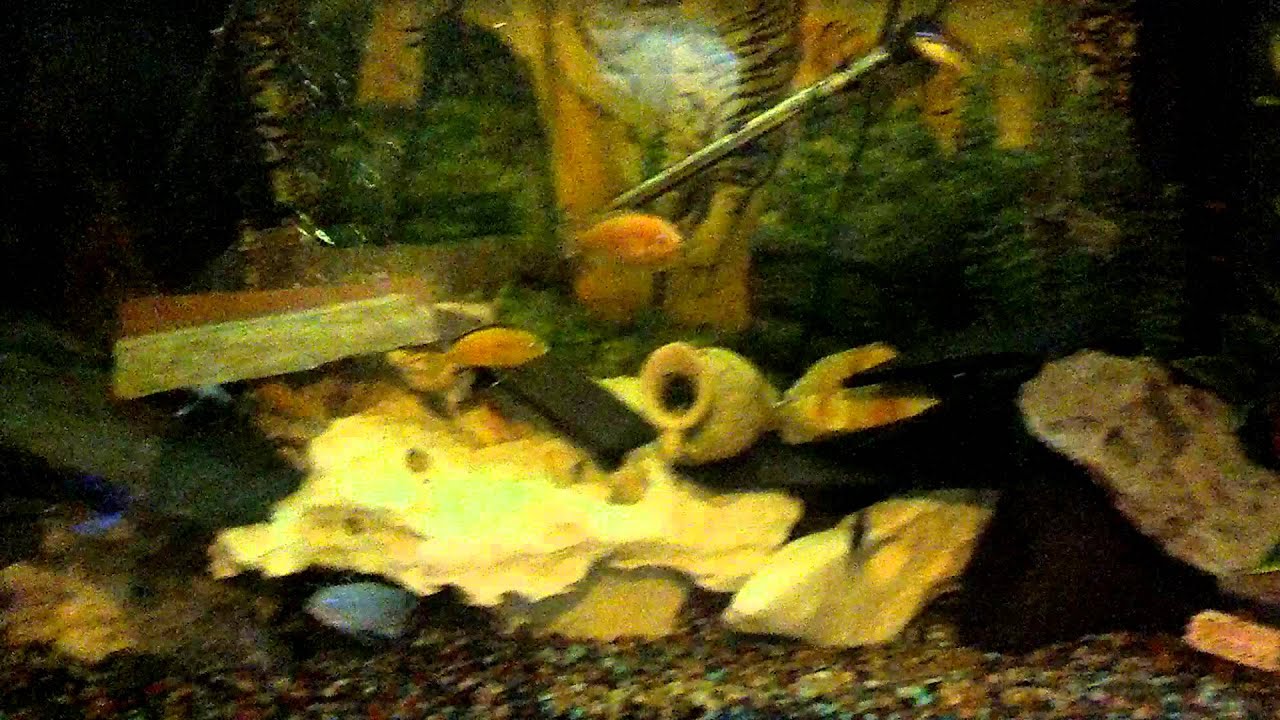 Electric blue gourami's YouTube
