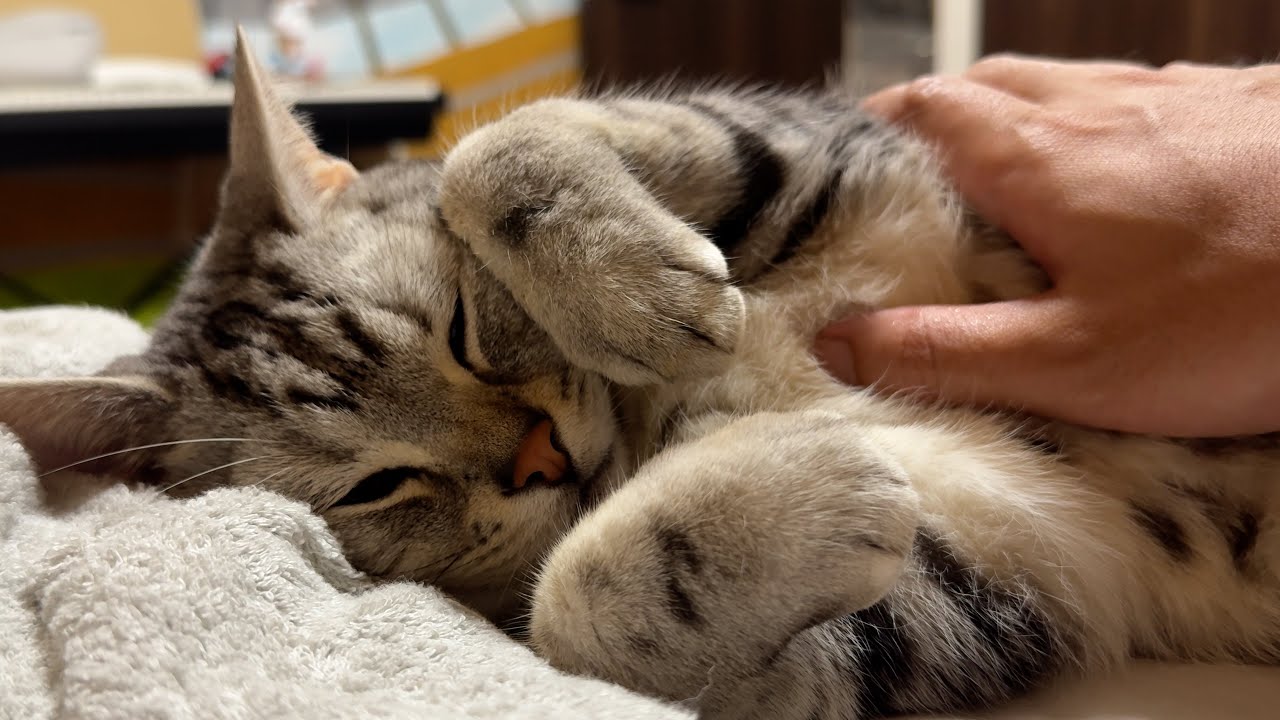 4K】ねこと寝る。 - YouTube