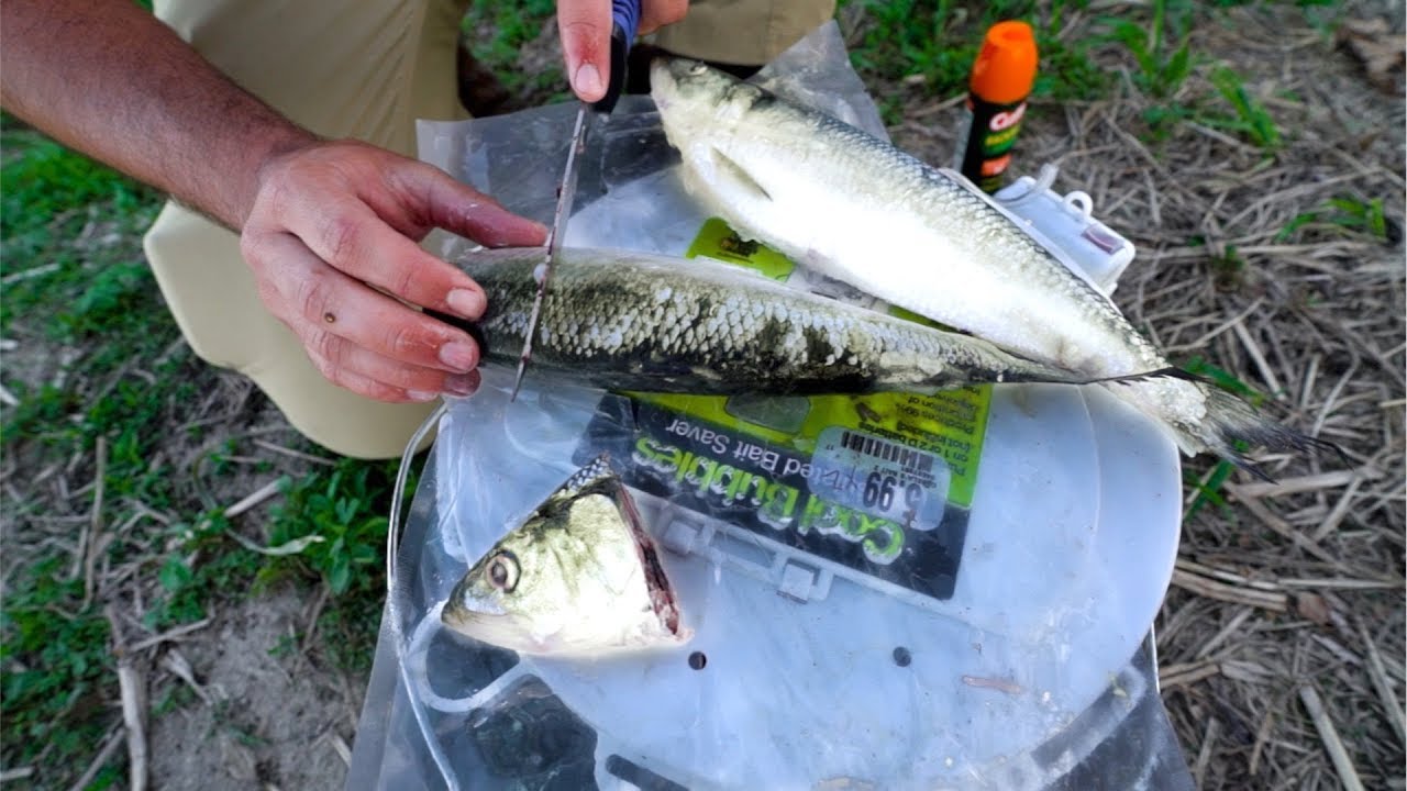 Fishing for GIANT CATFISH with BIG Baits!!! YouTube