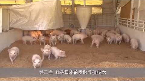 據說豬價要跌到5元一斤？看看日本人如何養豬，很多國家專程學習 - 天天要聞