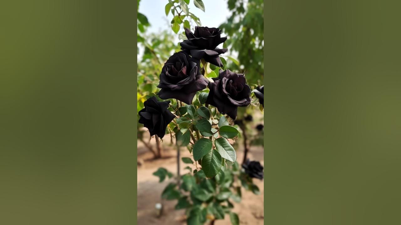 We Propagates a very unique black rose at Home simply #rose #gardening #garden We Propagates a very unique black rose at Home simply #rose #gardening #garden