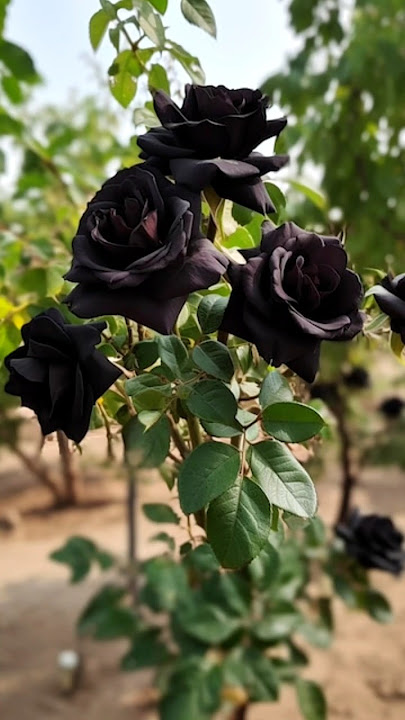 We Propagates a very unique black rose at Home simply #rose #gardening #garden