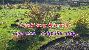 Nuôi chuột lang thả vườn - Mô hình chăn nuôi đơn giản & hiệu quả