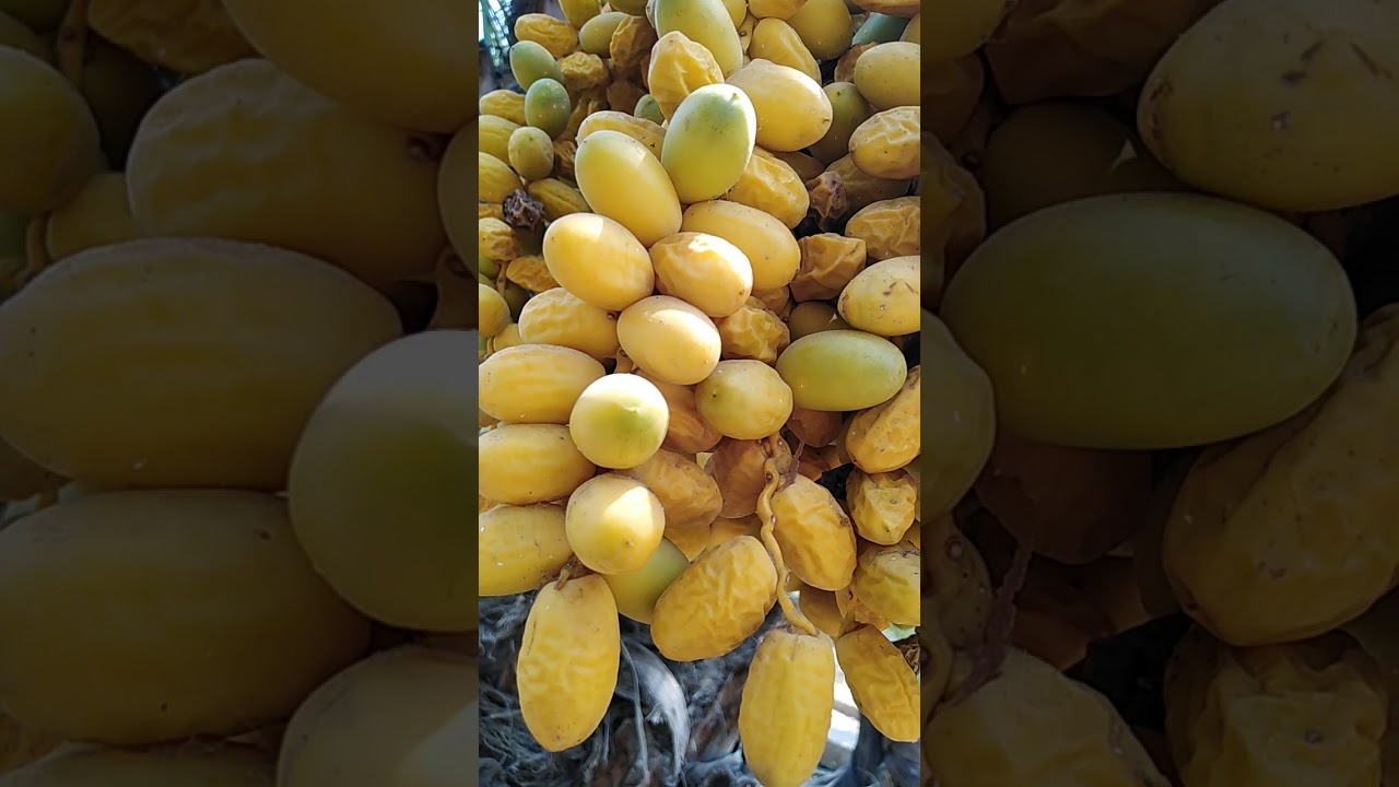 ذبول الثمار في نخيل البلح