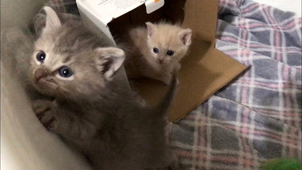 Incubator Baby Kittens Get To Stretch Their Legs Marshall & Mathers YouTube