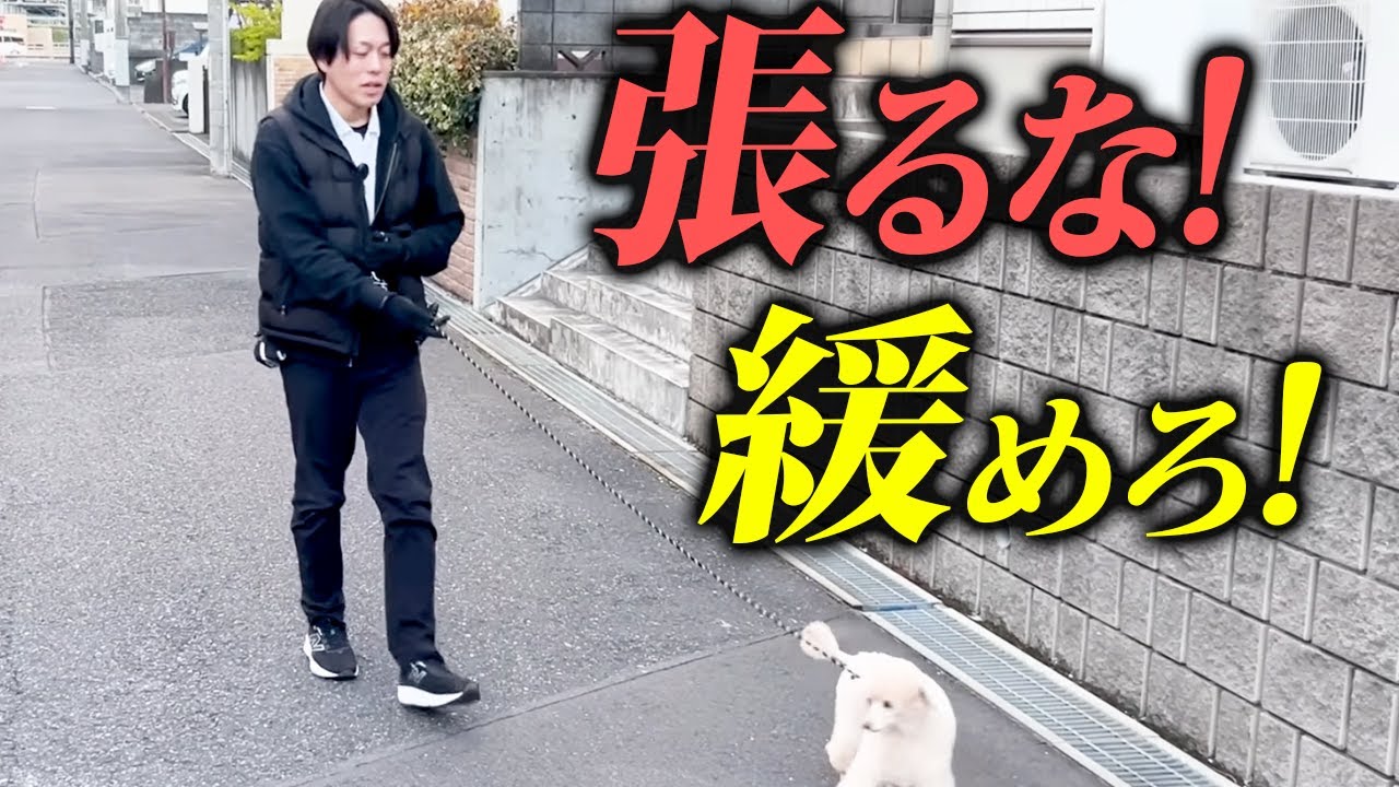 【散歩革命】犬の
