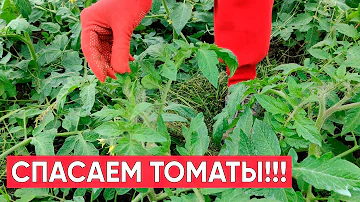 Как спасти томаты после сильных дождей? Что делать??