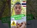 Podrías Morir sino lavas la uva en Tailandia !! DANGER !! ☠️