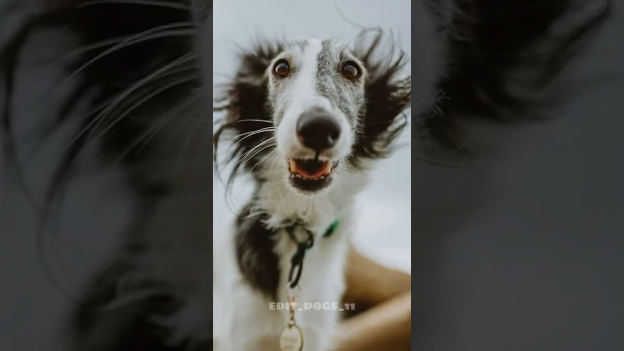 Эдит (Шелковистый виндхаунд)