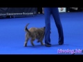 Dance with dogs! Dog show - 2012 Eurasia, Moscow.