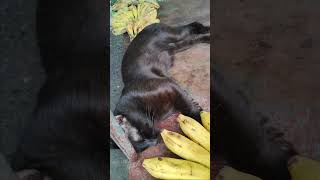 Adorable cat  get some sleep! when you wake up🤍there will be bananas for your snack:)catlover2026