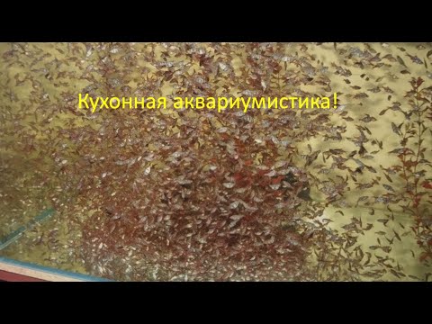 Элита мировой аквариумистики! 1 часть - YouTube