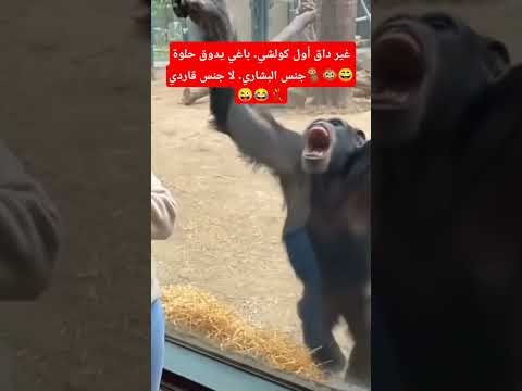 حضي وانا اعرفه الشعب الصيني ماله حل الشعب الصيني ماله حل مشاهدات تابعوني متابعه لايكات 