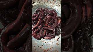sausage making with #family #friends# in-laws