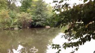 Yellow Perch At Kissena Park