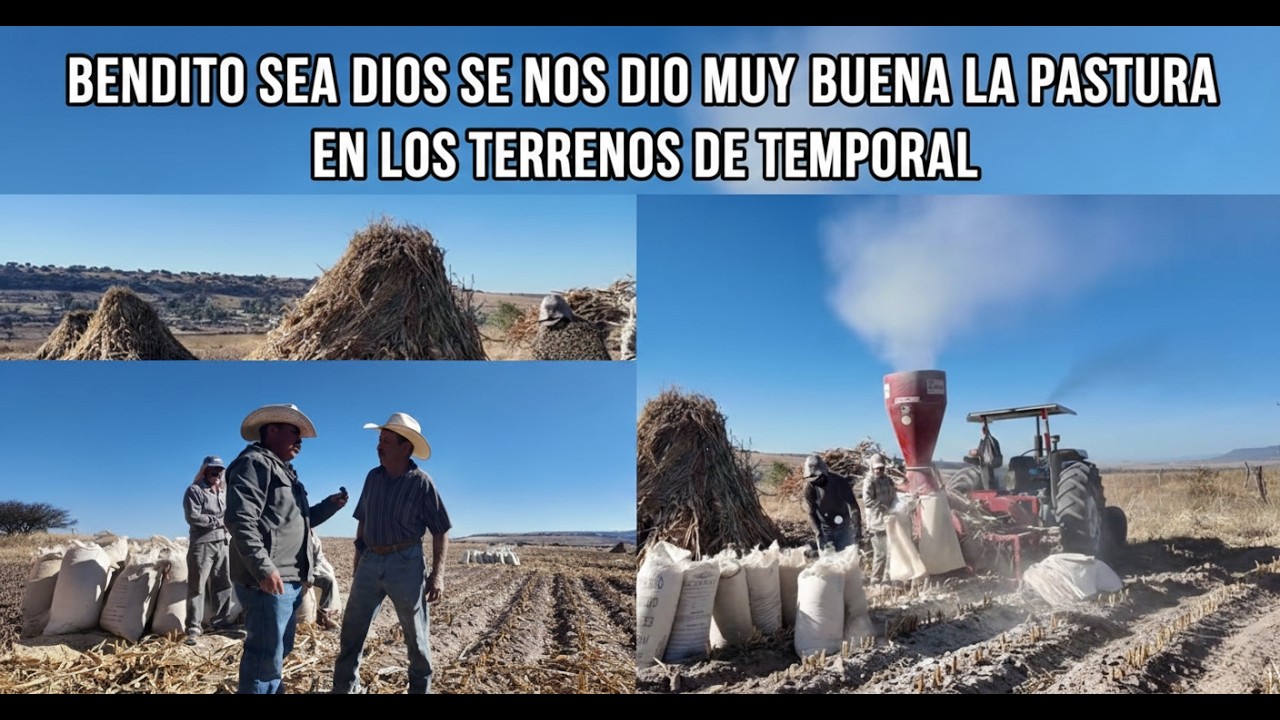 BENDITO SEA DIOS SE NOS DIO MUY BUENA LA PASTURA EN LOS TERRENOS DE TEMPORAL