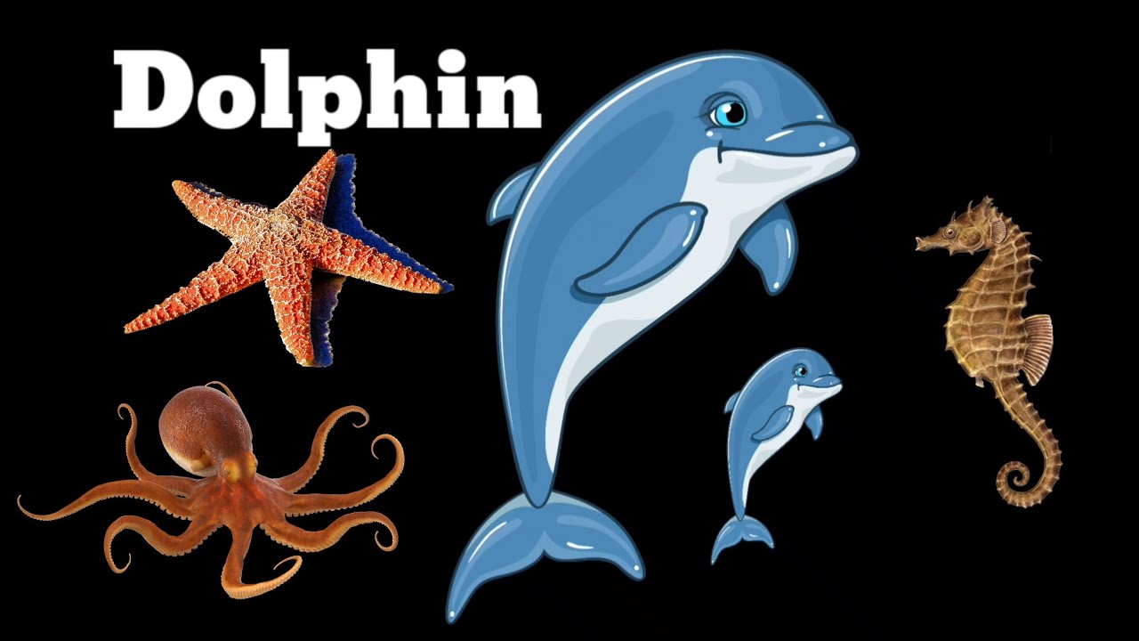 Water Animals Water animals name Water animals pictures Let's learn