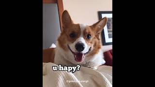 Corgi smile on demand