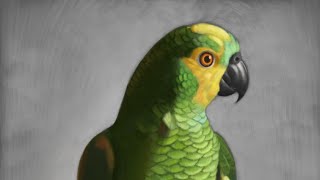 Digital Painting a Blue-Fronted Amazon Parrot | Exotic Pet Speedpaint