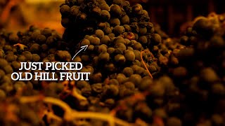 One of California's Greatest Old Vineyards: Old Hill Ranch | 2020 Wine Harvest Diary