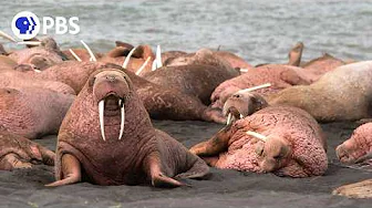 Coming Soon | Walrus: Life on Thin Ice
