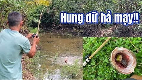 Câu cá lóc | cần tre lập đại công | rong chơi miền tây #lurecaloc #fishing