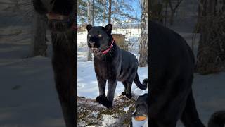 Panther saw roe deer ;)