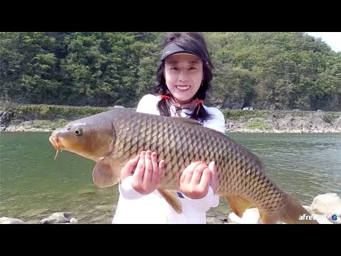 [대박영상] 낚시로 올라온 거대잉어 2마리 캠핑하기 좋은 포인트에서 Giant carp fishing aing2 [여자 낚시꾼 아잉2]