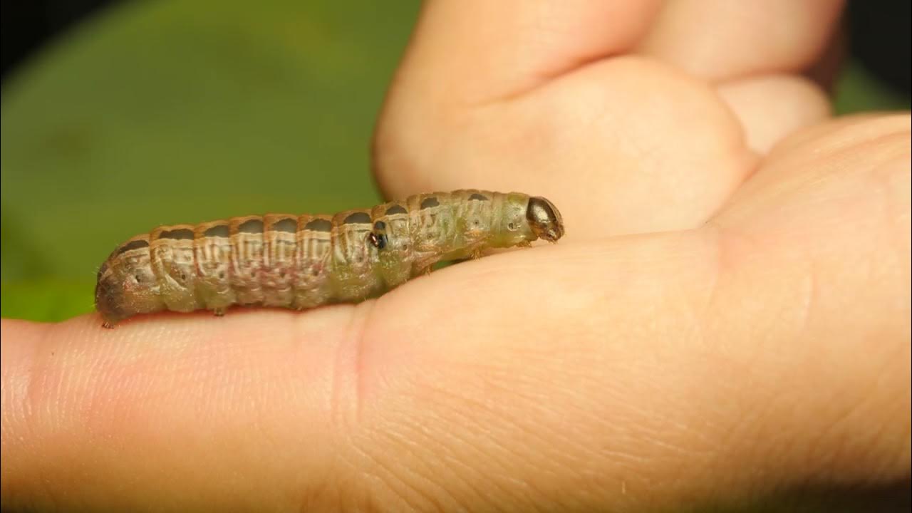 How to Protect Seedlings from Cutworms YouTube