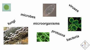 explanation of the types of microbes a science with bobert video short