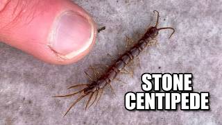 Stone Centipede Facts: They Like ROCKS 🪨 Animal Fact Files
