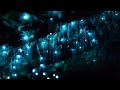 Glowworms in motion  a timelapse of nzs glowworm caves in 4k