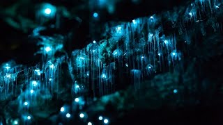 Glowworms in Motion  A Timelapse of NZ's Glowworm Caves in 4K