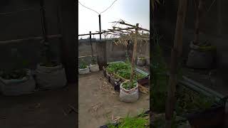 A Variety of Vegetables in the Rooftop Garden #greenrevolution #farming #greenrooftop
