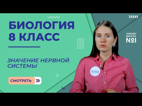 Значение нервной системы. Строение нервной системы. Видеоурок 28. Биология 8 класс