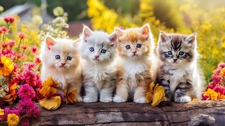 MOST POPULAR BABY CATS - CUTE AND FUNNY CAT VIDEOS COMPILATION 2022 by Animal Planet ZONE 9 views 1 year ago 5 minutes, 59 seconds