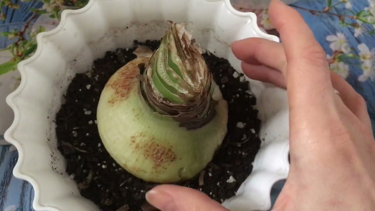 Все об уходе за гиппеаструмом и пересадка.