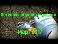 Весенняя обрезка черешни.Март 2017.