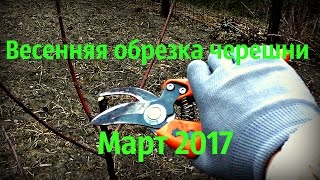 Весенняя обрезка черешни.Март 2017.