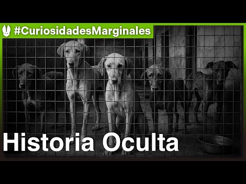 La Tragedia de las Mascotas que No Conoces