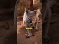 Why Do Koalas Eat Poisonous Leaves? 🌿😱 #shorts #koala