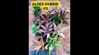 Aloes Hybrid AVAILABLE NOW 4 SHIPPING #aloeswood #succulents #cactus #forsale#plants