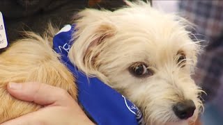 First Team Subaru helps promote local pet adoption