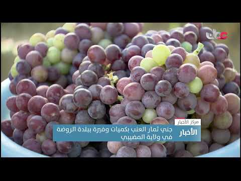 جني ثمار العنب بكميات وفيرة ببلدة الروضة في ولاية المضيبي