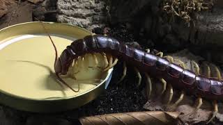 Centipede Eating Fruit