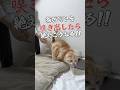 #猫 #ねこ #ブリティッシュショートヘア #スコティッシュフォールド #可愛い猫 #猫動画