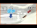 蟻戦争Ⅲ#220 ゴキブリが「塩水」の海を何時間泳げるか検証したら、ヤバい結果になった・・・。 編~cockroach swimming~