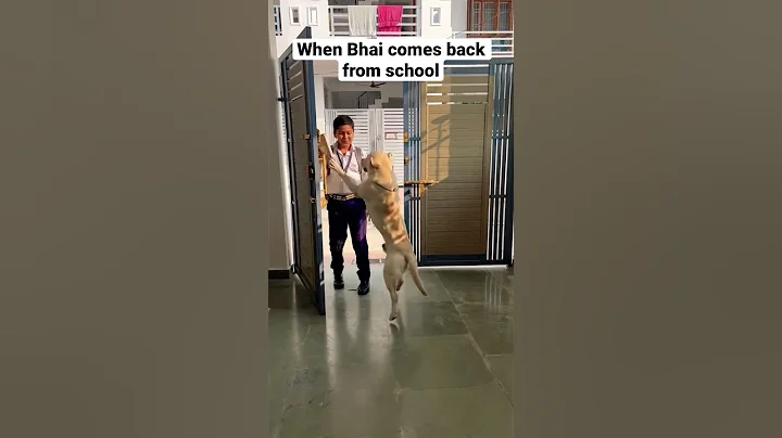 Labrador Puppy | Labrador Dog | Love | Ziku #shorts #viral #trending #tiktok #ytshorts - DayDayNews