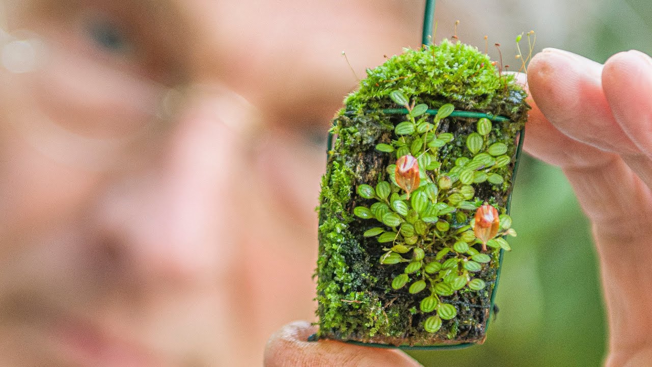 Эпизод 26 Миниатюрные орхидеи