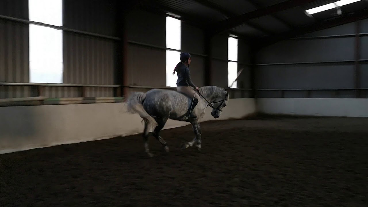 Abbeylands Liath Maca Bareback 2019